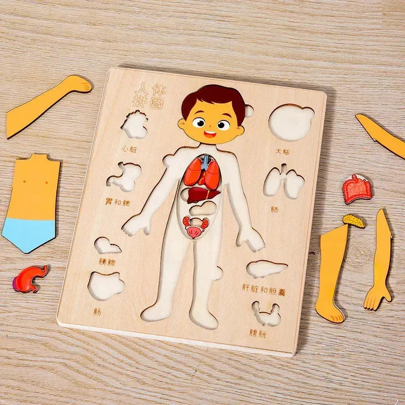 Quebra-cabeça Corpo Humano Educativo