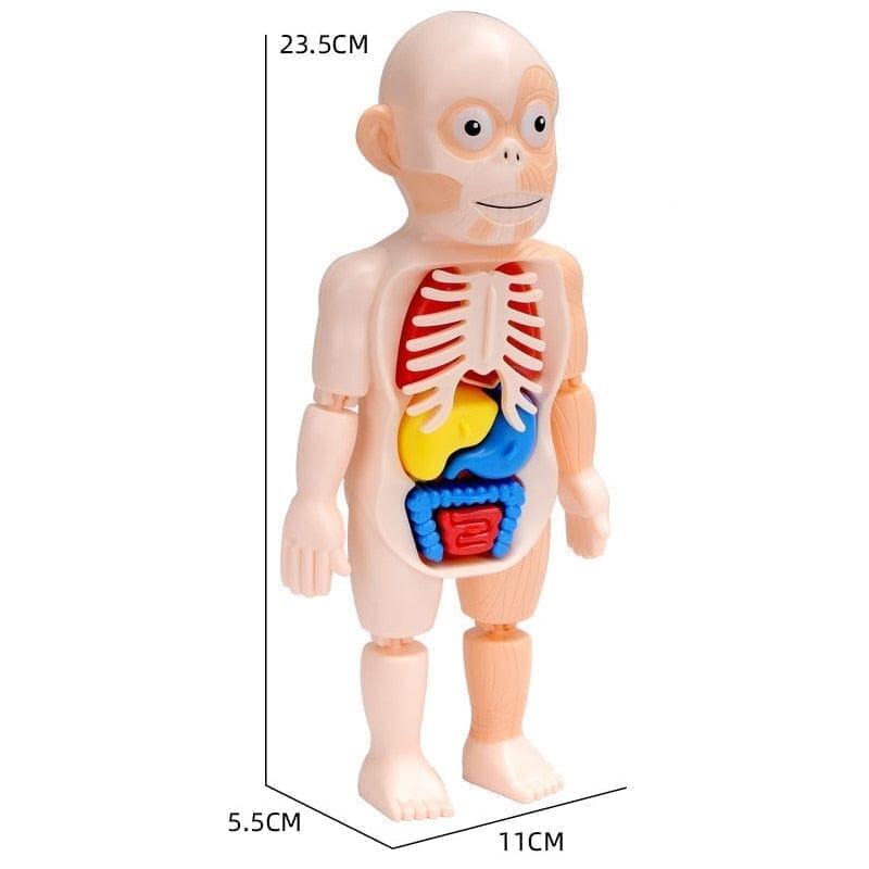 Human Toys - Brinquedo Educacional de Anatomia Humana Brinquedo - edu - 051 Kidslandia 