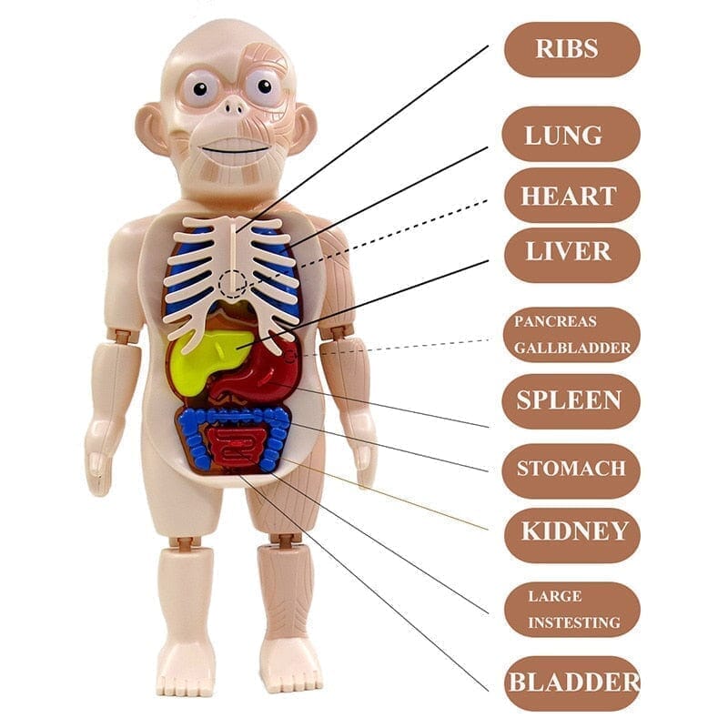 Human Toys - Brinquedo Educacional de Anatomia Humana Brinquedo - edu - 051 Kidslandia 