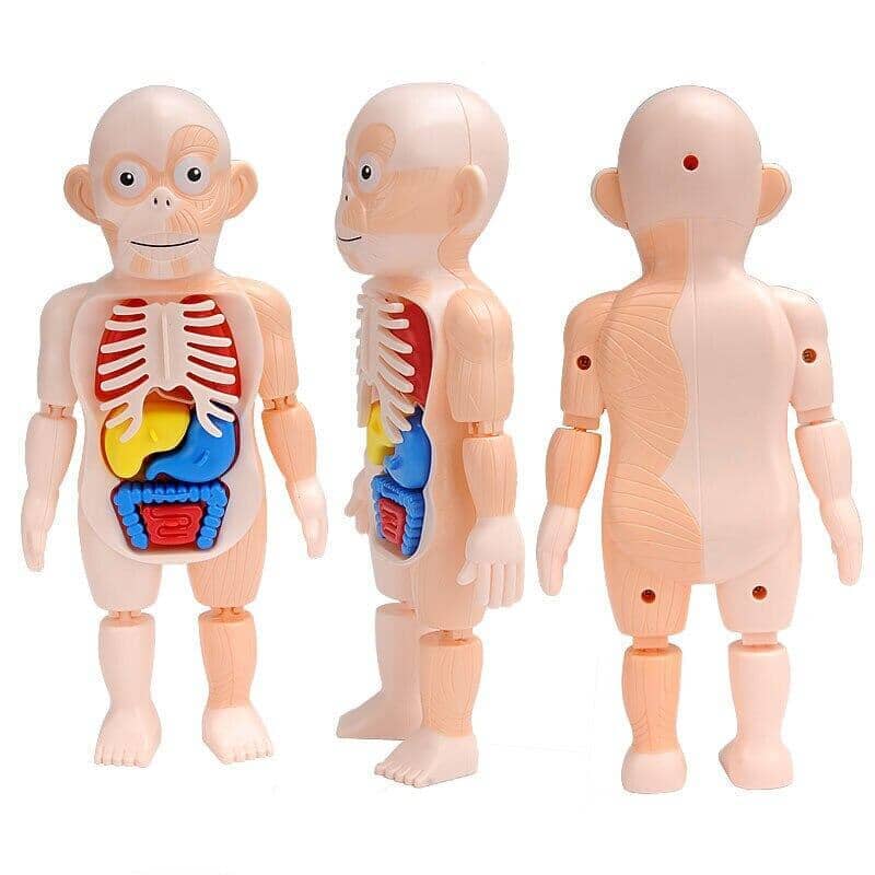Human Toys - Brinquedo Educacional de Anatomia Humana Brinquedo - edu - 051 Kidslandia 