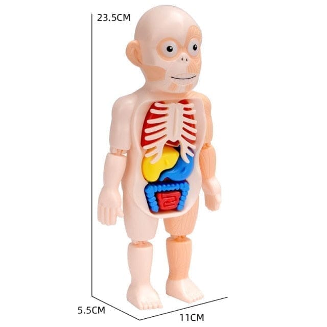 Human Toys - Brinquedo Educacional de Anatomia Humana Brinquedo - edu - 051 Kidslandia 