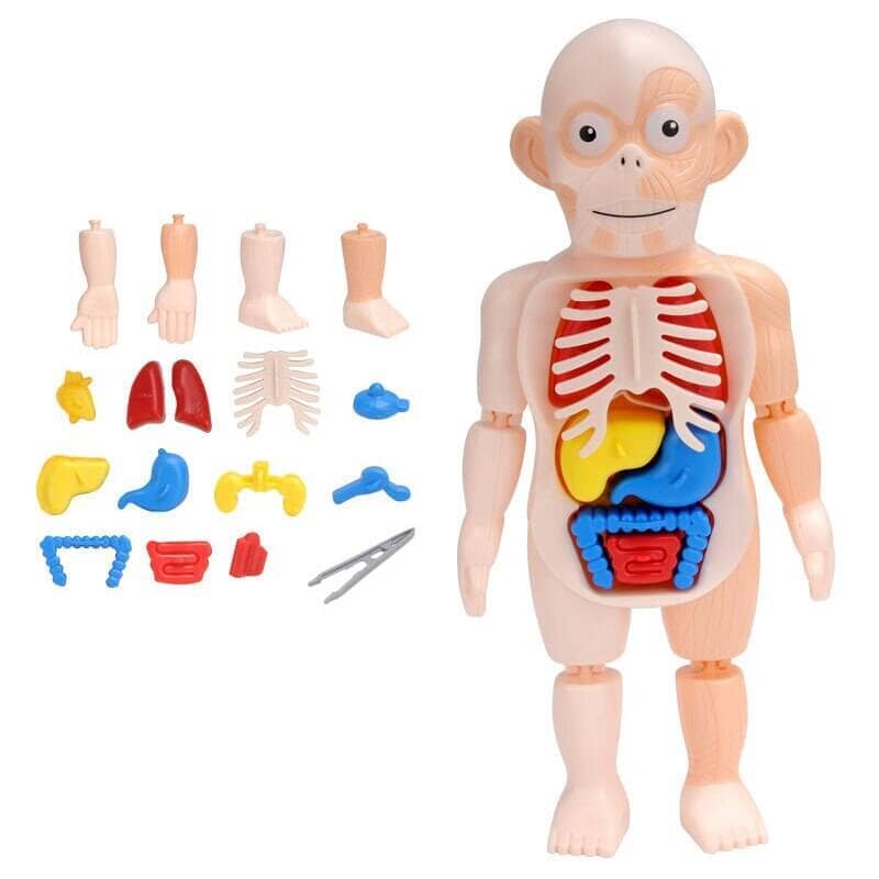 Human Toys - Brinquedo Educacional de Anatomia Humana Brinquedo - edu - 051 VF Villa Kids 