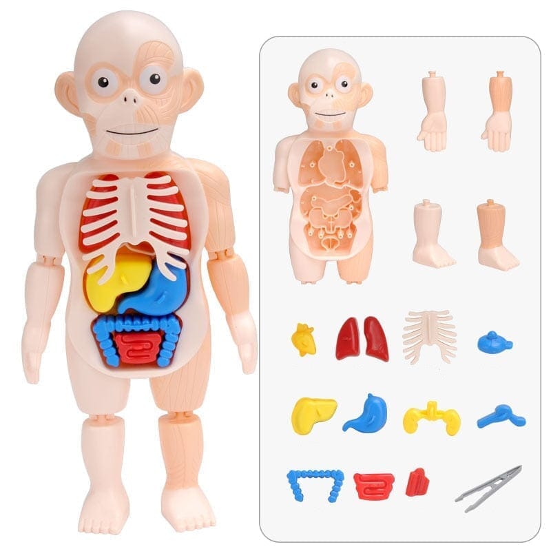 Human Toys - Brinquedo Educacional de Anatomia Humana Brinquedo - edu - 051 VF Villa Kids 